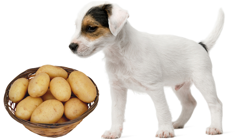 Картошка для собаки