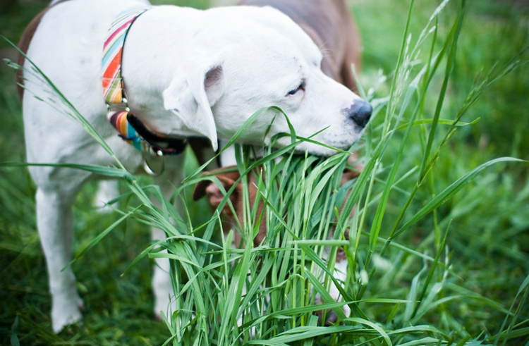 Собака кушает травку
