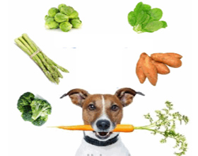 Какие овощи можно давать собаке, а какие нет