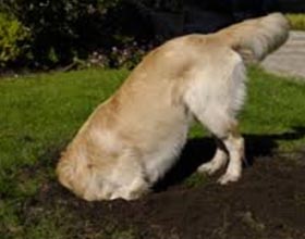 Собака роет ямы