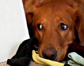 Что делать если собака съела носки