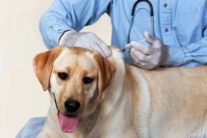 Прививка собаке - как колоть лекарство
