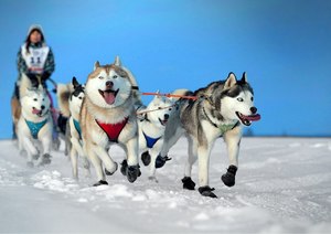 Олимпийский вид спорта - собачьи гонки