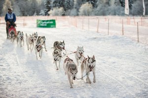 Российские гонки на собаках