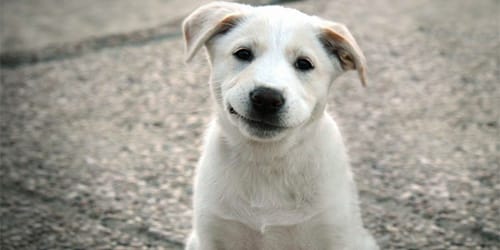 сонник белая собака