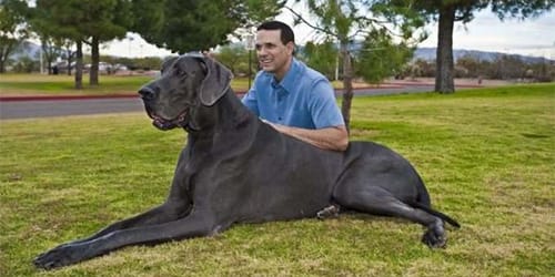 сонник большая собака