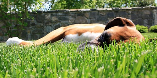 пес спит на траве