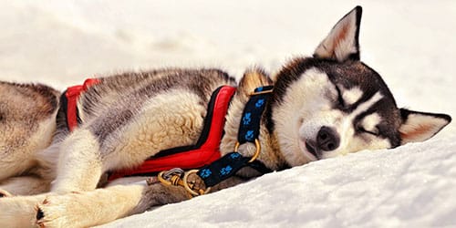 собака на снегу