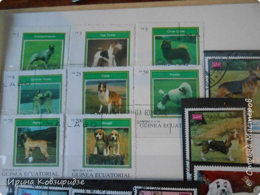 С 90-х годов лежит у нас дома коллекция марок. Начинаю показ с животных: коты, собаки, кони.
Эти коты из Экваториальной Гвинеи - так написано. фото 17