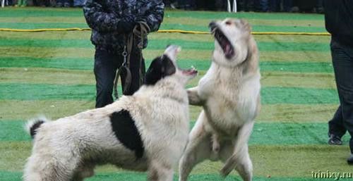 Кровавые разборки: мифы и ужасы собачьих боев... (44 фото)