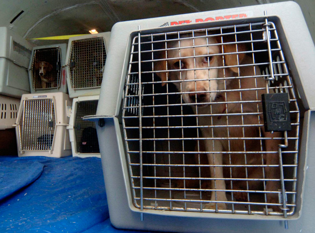 Перевозка собаки в багажной отсеке