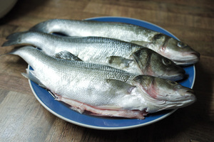 Польза от приема в пищу рыбы сибас
