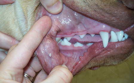 папиллома у собаки во рту
