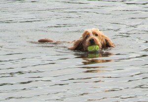Плавание для собак: техника безопасности