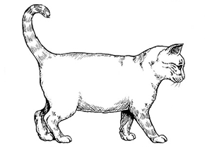 Кондиция кошки: избыточный вес