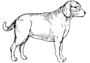 Кондиция собаки: избыточный вес
