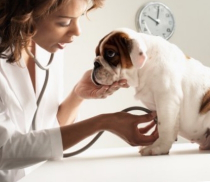 Ветеринар должен убедиться в том, что собака здорова