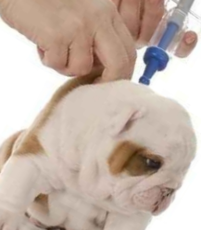 вакцинация щенков возможна, начиная с 4 месяцев