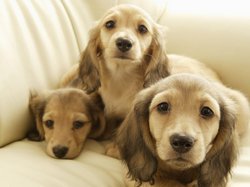 Хвороби собак і їх лікування