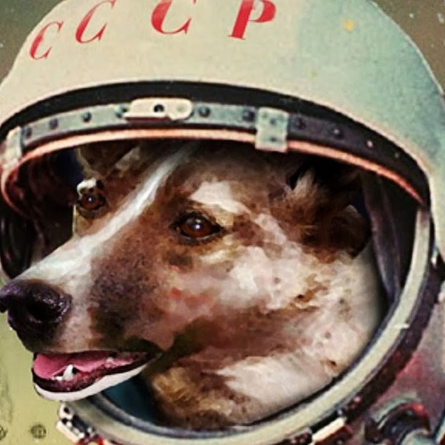 Лайка в космосе, знаменитая собака на весь мир