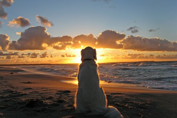 собака закат пляж море