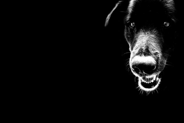 собака минимализм черный