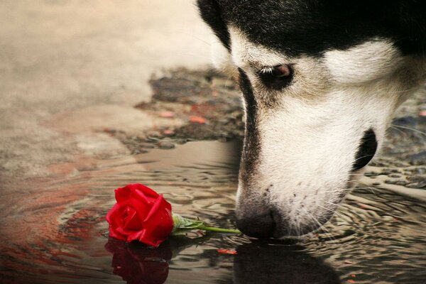 собака роза лужа