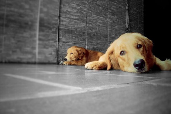 собака собак животных животное золотой ретривер золотистый ретривер lp - фотография