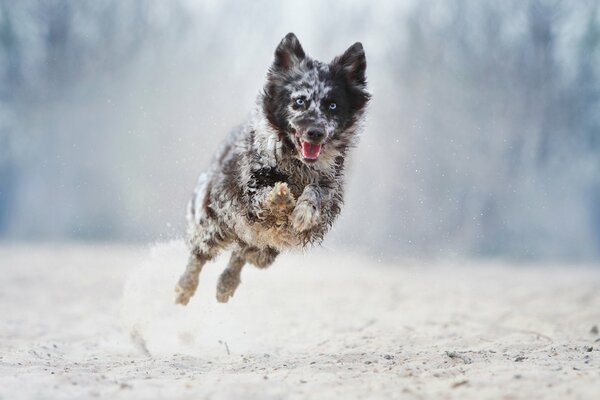 собака бег прыжок