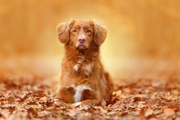 собака взгляд портрет листья осень