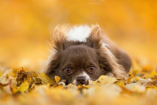 чихуахуа собака мордочка взгляд листья