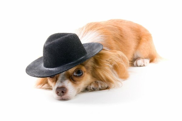 собака рыжая шляпа белый фон