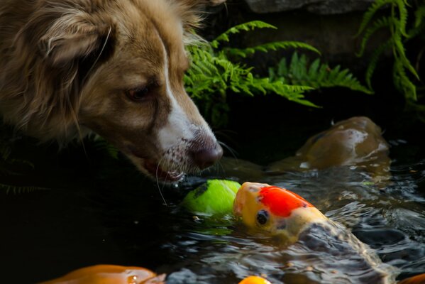 собака собачка морда мордочка рыбка вода настроения.