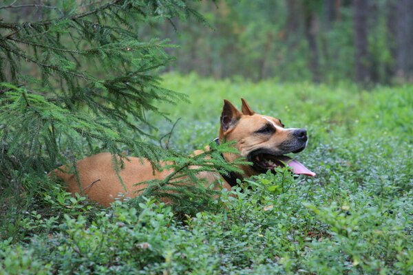 собаки стафордширский терьер лес собака животное лежит под елью в чернике