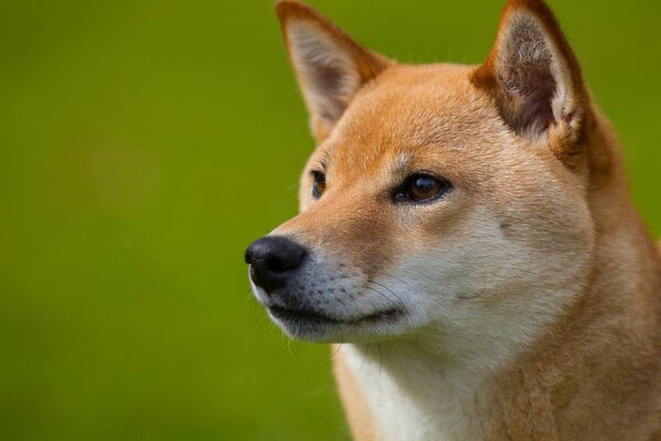 собака шиба-ину рыжик мордочка взгляд профиль друг