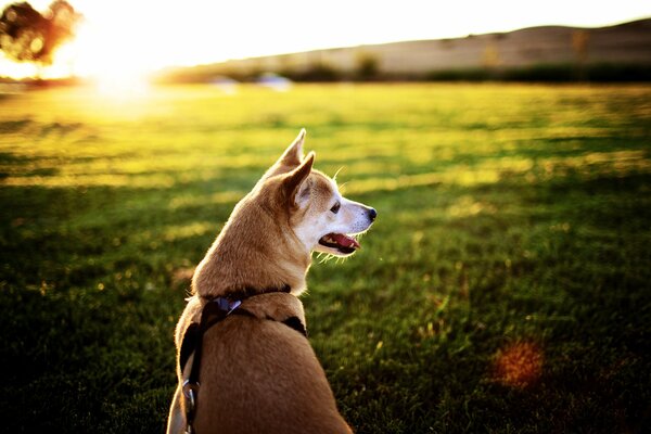 поле солнце закат лучи собака мордочка язык ошейник фон картинки обои