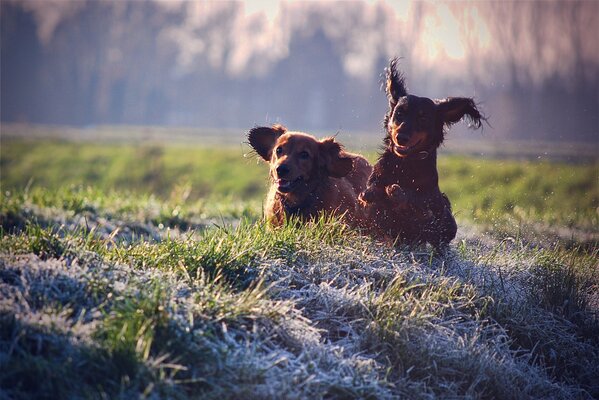 собаки собака настроение радость прогулка отдых брызги трава газон цвета собак