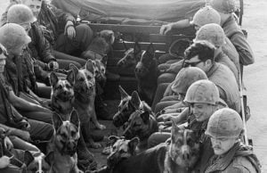 Собаки в войне во Вьетнаме