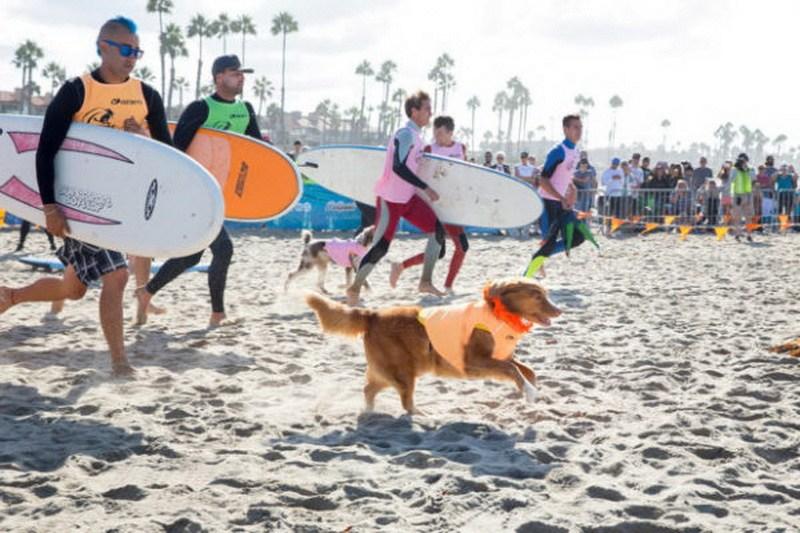 соревнования по серфингу среди собак
