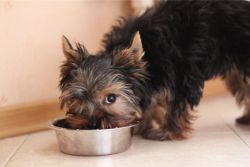 Почему собаки едят фекалии