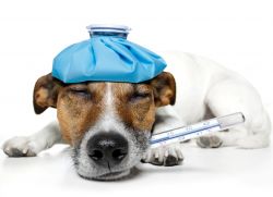 Нормальная температура у собак