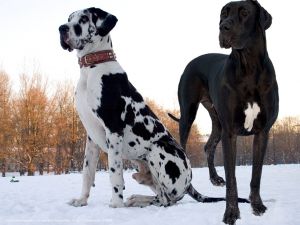 Самые крупные собаки2