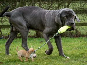 Самые крупные собаки9