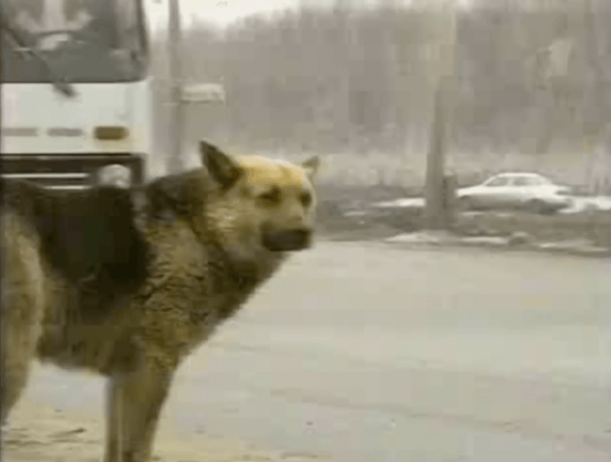 История о русском "Хатико": верная собака 8 лет ждала погибшего хозяина на обочине дороги