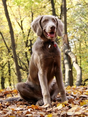 Веймаранер: фото и видео собаки, стандарт породы, веймаранер на охоте, длинношерстный и голубой веймаранеры