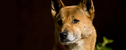 Подбор дрессировка фото породы новогвинейская поющая собака