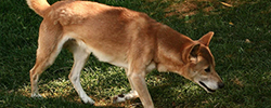 Подбор дрессировка фото породы новогвинейская поющая собака