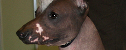 Подбор дрессировка фото породы перуанская голая собака