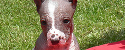 Подбор дрессировка фото породы перуанская голая собака