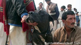 Стаффордширский терьер перед собачьим боем в Пакистане